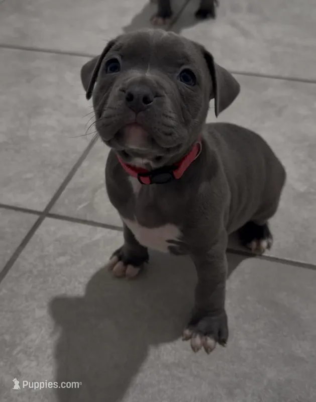 Pink collar – American Bully puppy for sale in Ocala, FL