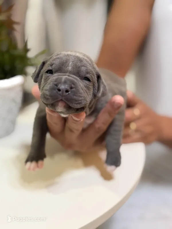 Pink collar – American Bully puppy for sale in Lehigh Acres, FL