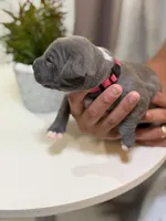 Pink collar, a female American Bully for sale in Lehigh Acres, FL – Photo 2 of 4