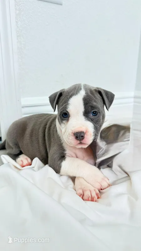 Green collar – American Bully puppy for sale in Ocala, FL