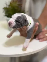 Green collar, a female American Bully for sale in Lehigh Acres, FL – Photo 1 of 4