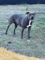 Yellow collar, a female American Bully for sale in Lehigh Acres, FL – Photo 4 of 4