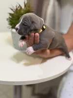 Yellow collar, a female American Bully for sale in Lehigh Acres, FL – Photo 2 of 4