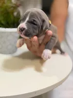 Yellow collar, a female American Bully for sale in Lehigh Acres, FL – Photo 1 of 4