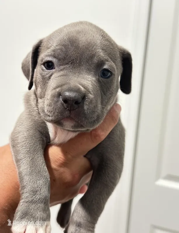 Blue collar – American Bully puppy for sale in Ocala, FL