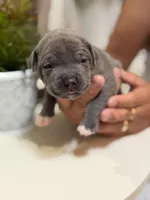 Blue collar, a male American Bully for sale in Lehigh Acres, FL – Photo 1 of 4