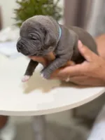 Blue collar, a male American Bully for sale in Lehigh Acres, FL – Photo 2 of 4