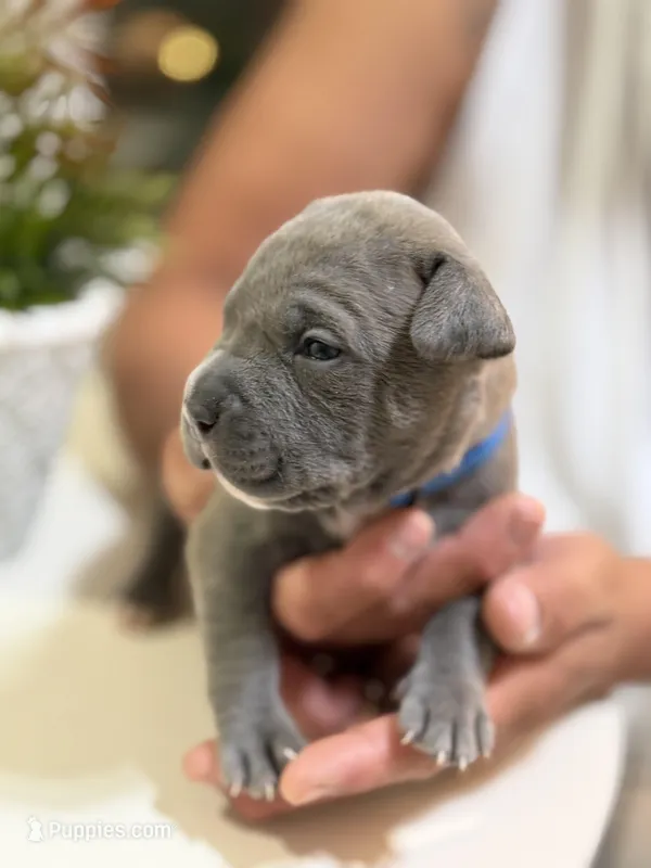 Dark blue collar – American Bully puppy for sale in Lehigh Acres, FL