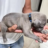 Dark blue collar, a male American Bully for sale in Ocala, FL – Photo 2 of 7