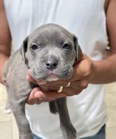 Dark blue collar, a male American Bully for sale in Ocala, FL – Photo 3 of 7
