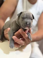 Dark blue collar, a male American Bully for sale in Lehigh Acres, FL – Photo 2 of 4