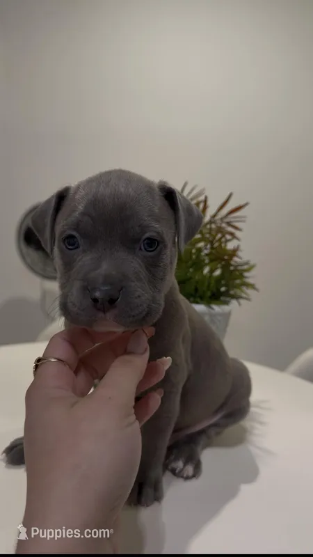 Dark blue collar – American Bully puppy for sale in Ocala, FL