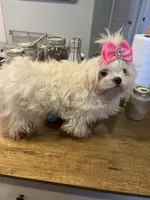 Marilyn, a female Maltese for sale in Phoenix, AZ – Photo 1 of 2