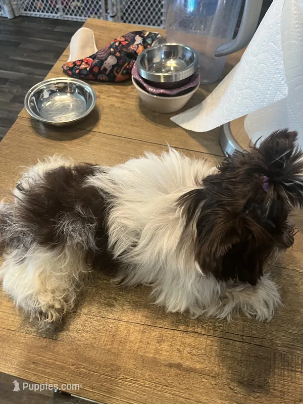 Bear – Yorkshire Terrier puppy for sale in Phoenix, AZ