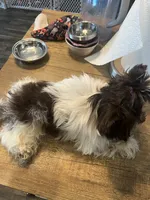 Bear, a male Yorkshire Terrier for sale in Phoenix, AZ – 1 of 5