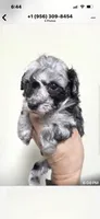Toy poodle Merle puppy girl, a female Poodle - Toy  for sale in Phoenix, AZ – Photo 4 of 4