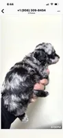 Toy poodle Merle puppy girl, a female Poodle - Toy  for sale in Phoenix, AZ – Photo 1 of 4