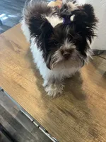 Bear, a male Yorkshire Terrier for sale in Phoenix, AZ – 3 of 5