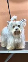 Luna , a female Yorkshire Terrier for sale in Phoenix, AZ – Photo 2 of 2