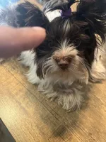 Bear, a male Yorkshire Terrier for sale in Phoenix, AZ – 5 of 5