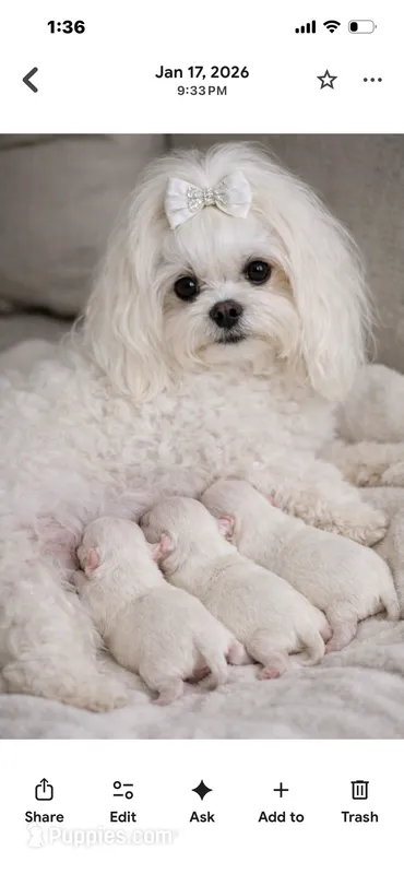 Maltese Girl litter