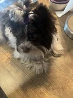 Bear, a male Yorkshire Terrier for sale in Phoenix, AZ – 2 of 5