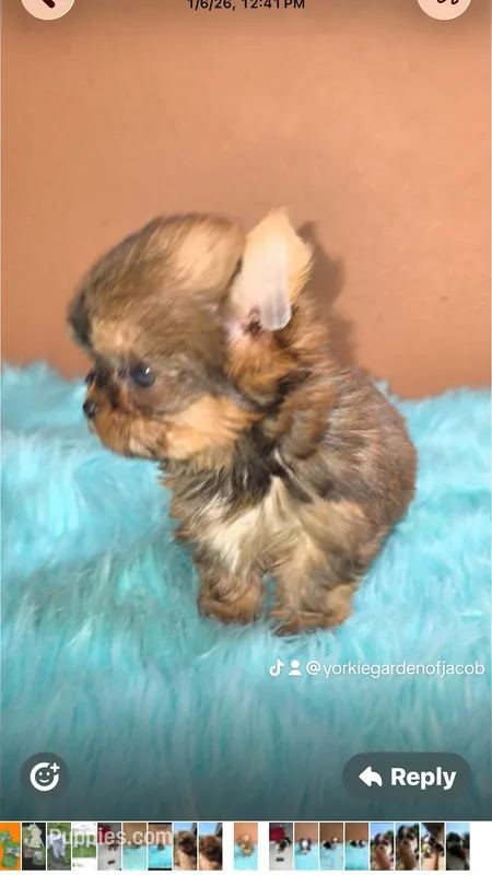 Sable Yorkie Princess