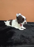 Party boy 1, a male Yorkshire Terrier for sale in Phoenix, AZ – Photo 2 of 6