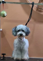 Blue, a male Poodle - Toy  for sale in Phoenix, AZ – Photo 2 of 5