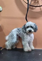 Blue, a male Poodle - Toy  for sale in Phoenix, AZ – Photo 5 of 5