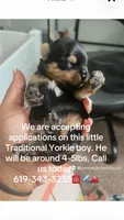 Traditional Yorkie Boy, a male Yorkshire Terrier for sale in Phoenix, AZ – Photo 2 of 2
