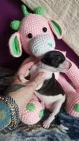Genesis- Pennsylvania, a female Italian Greyhound for sale in Levittown, PA – 3 of 10