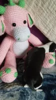 Genesis- Pennsylvania, a female Italian Greyhound for sale in Levittown, PA – 5 of 10