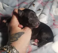 Boomer- Pennsylvania , a male Italian Greyhound for sale in Levittown, PA – 4 of 10