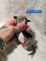 Abram- Pennsylvania , a male Italian Greyhound for sale in Levittown, PA – 3 of 9