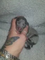 Theo- Pennsylvania , a male Italian Greyhound for sale in Levittown, PA – 4 of 10