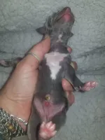 Theo- Pennsylvania , a male Italian Greyhound for sale in Levittown, PA – 5 of 10