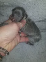Theo- Pennsylvania , a male Italian Greyhound for sale in Levittown, PA – 3 of 10