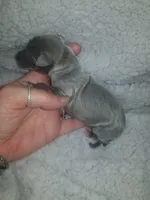 Theo- Pennsylvania , a male Italian Greyhound for sale in Levittown, PA – 2 of 10