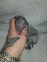 Theo- Pennsylvania , a male Italian Greyhound for sale in Levittown, PA – 1 of 10
