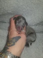 Theo- Pennsylvania , a male Italian Greyhound for sale in Levittown, PA – 6 of 10
