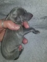 Theo- Pennsylvania , a male Italian Greyhound for sale in Levittown, PA – 7 of 10
