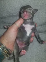 Theo- Pennsylvania , a male Italian Greyhound for sale in Levittown, PA – 8 of 10