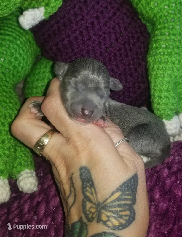 Glory- Pennsylvania  – Italian Greyhound puppy for sale in Levittown, PA