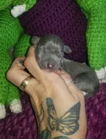 Glory- Pennsylvania , a female Italian Greyhound for sale in Levittown, PA – 1 of 9