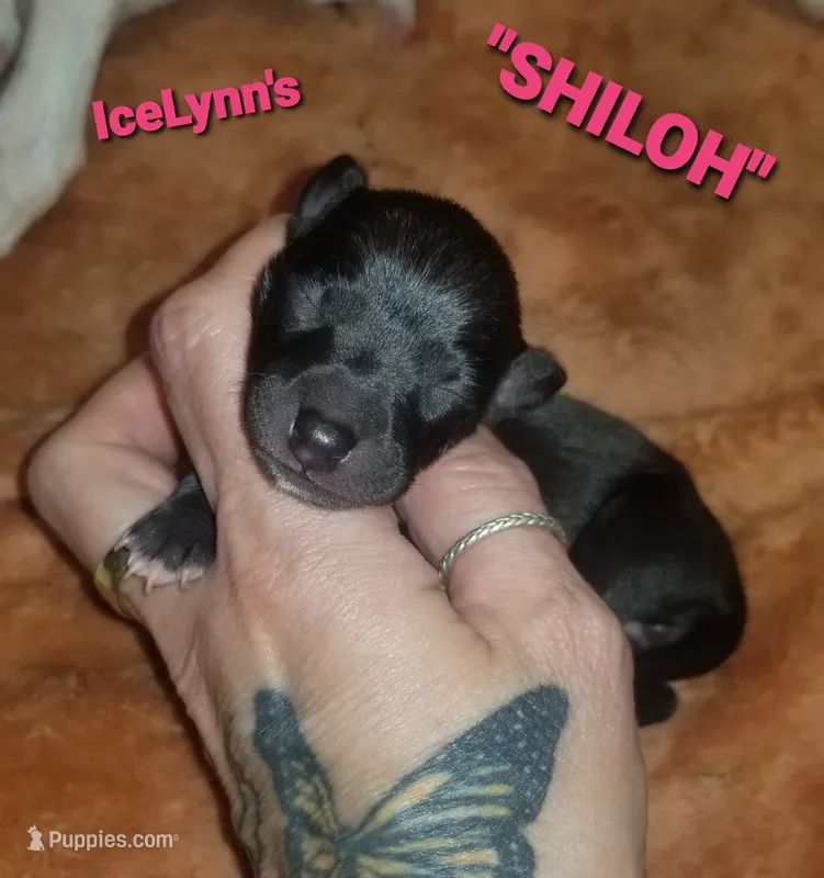 Shiloh- Pennsylvania  – Italian Greyhound puppy for sale in Levittown, PA