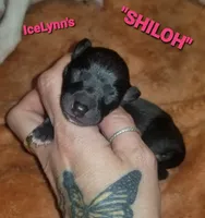 Shiloh- Pennsylvania , a female Italian Greyhound for sale in Levittown, PA – 1 of 5