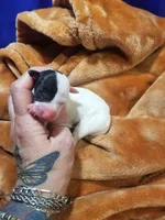 Flash- Pennsylvania , a male Italian Greyhound for sale in Levittown, PA – 10 of 10