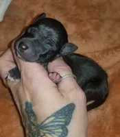 Shiloh- Pennsylvania , a female Italian Greyhound for sale in Levittown, PA – 2 of 5