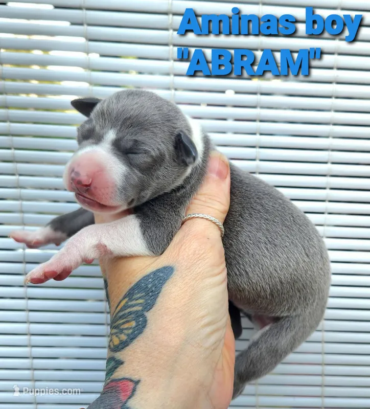 Abram- Pennsylvania  – Italian Greyhound puppy for sale in Levittown, PA